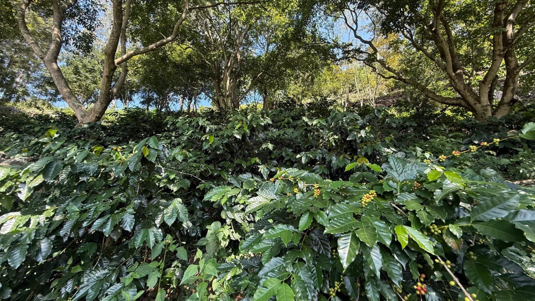 Coffee farming communities in Karnataka