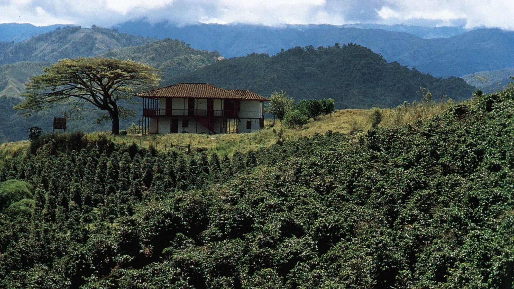 Coffee farming communities in Karnataka